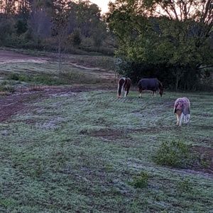 Meet your Posher, Angel
